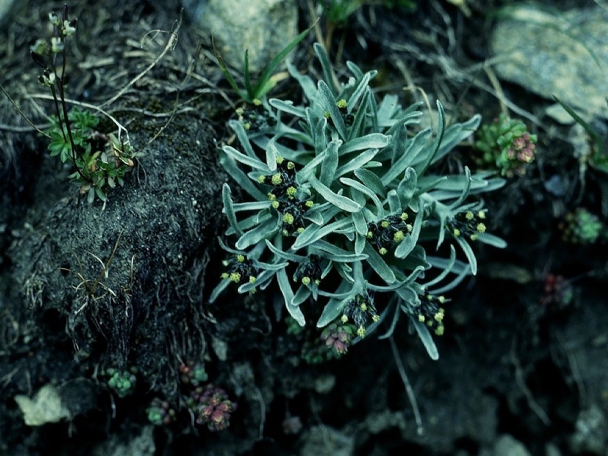 Gnaphalium supinum (Asteraceae)